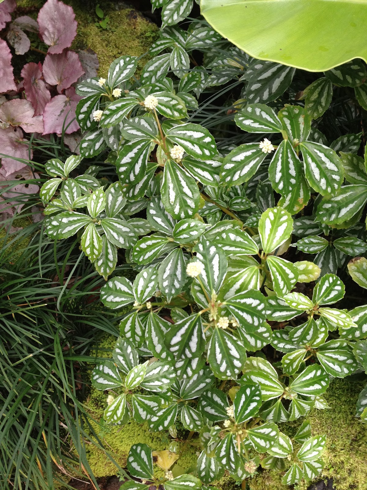 Plants !n Sg Pilea cadierei