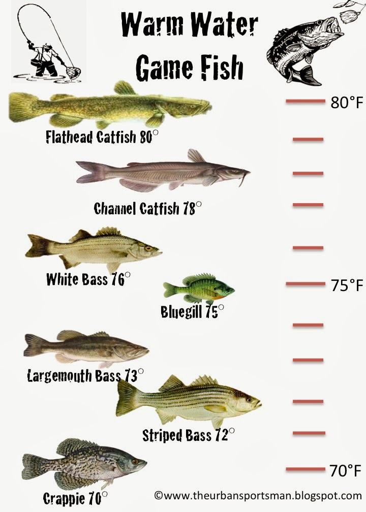 Drop A Line Outdoors, LLC Understanding Gamefish By Temperature Pt1