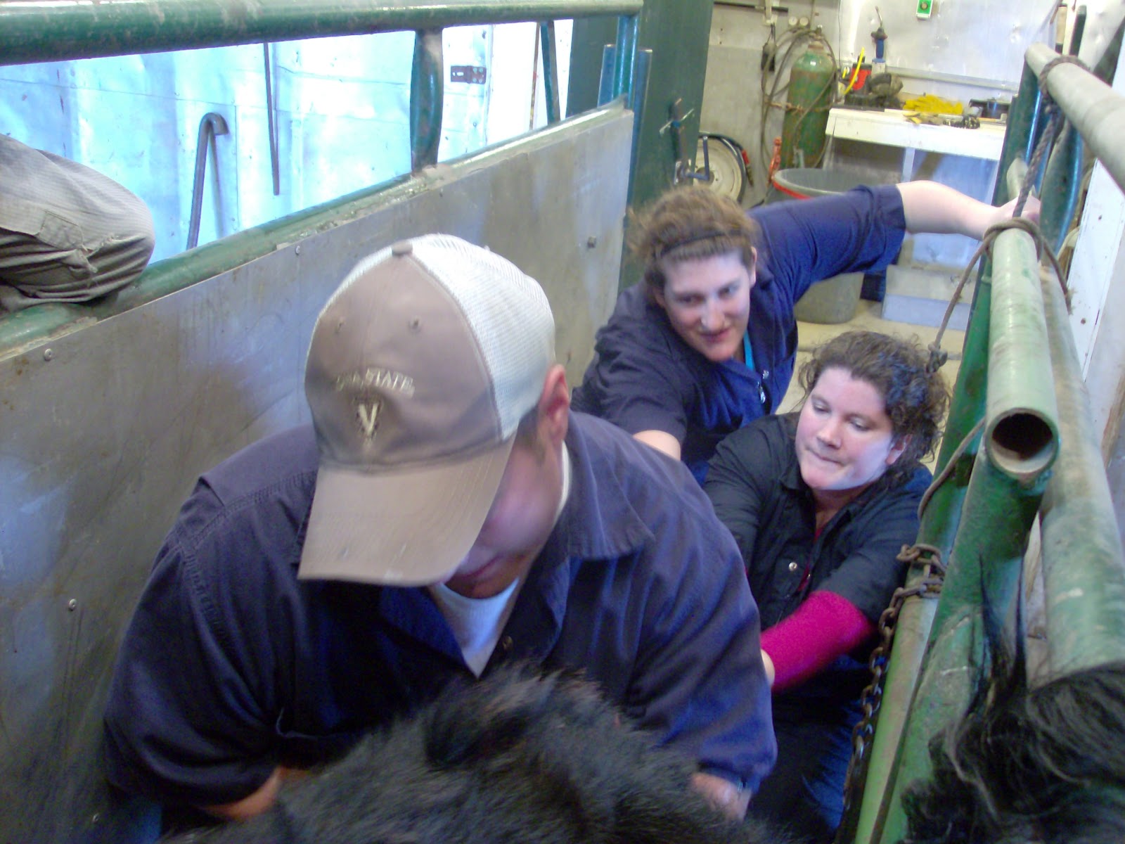 The Ninth Year... Beef Cattle Calving in Clay Center, Nebraska