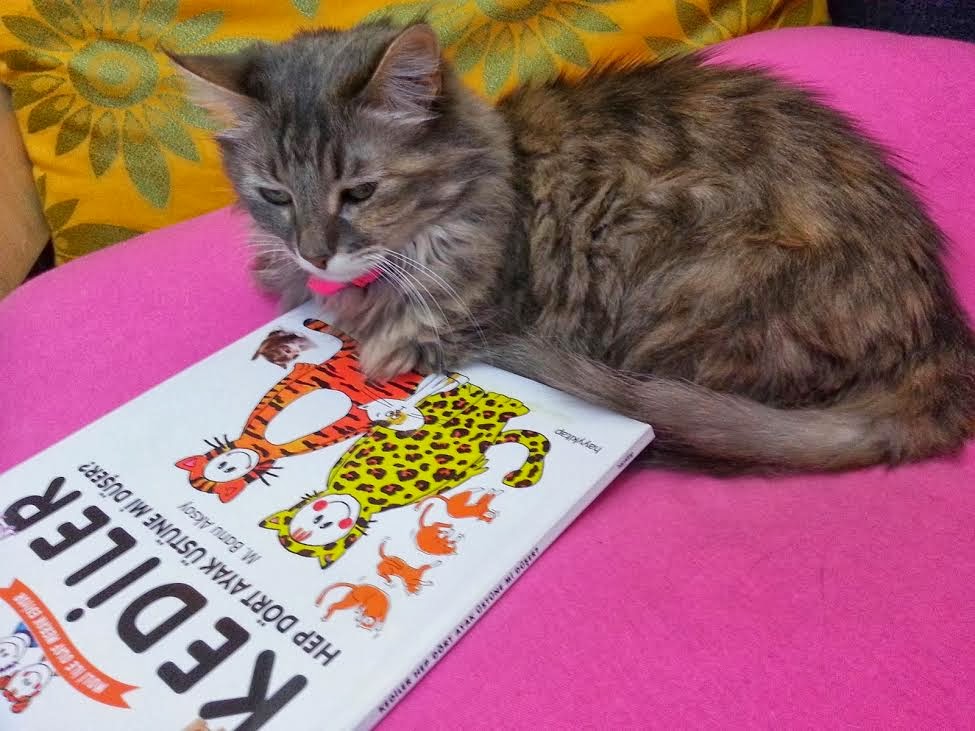 KİTAPLIK KURDU KEDİLER HEP DÖRT AYAK ÜSTÜNE Mİ DÜŞER/M.BANU AKSOY