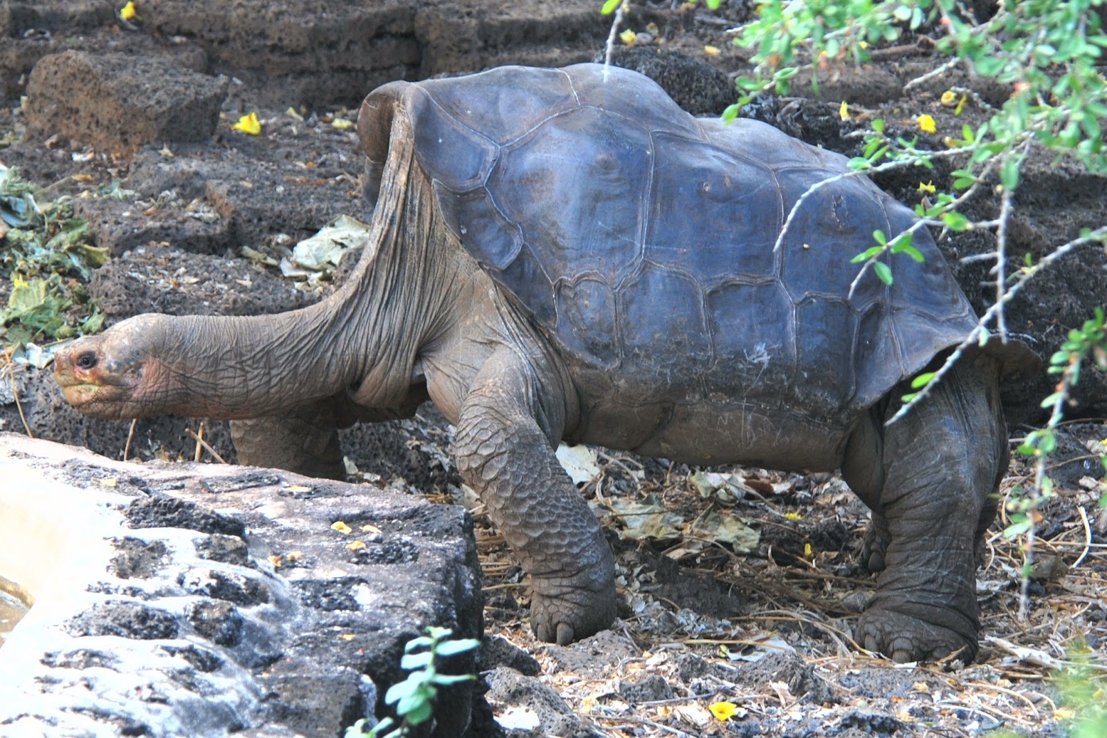 Galapagos-Tortoise-Looking-Amazing.jpg