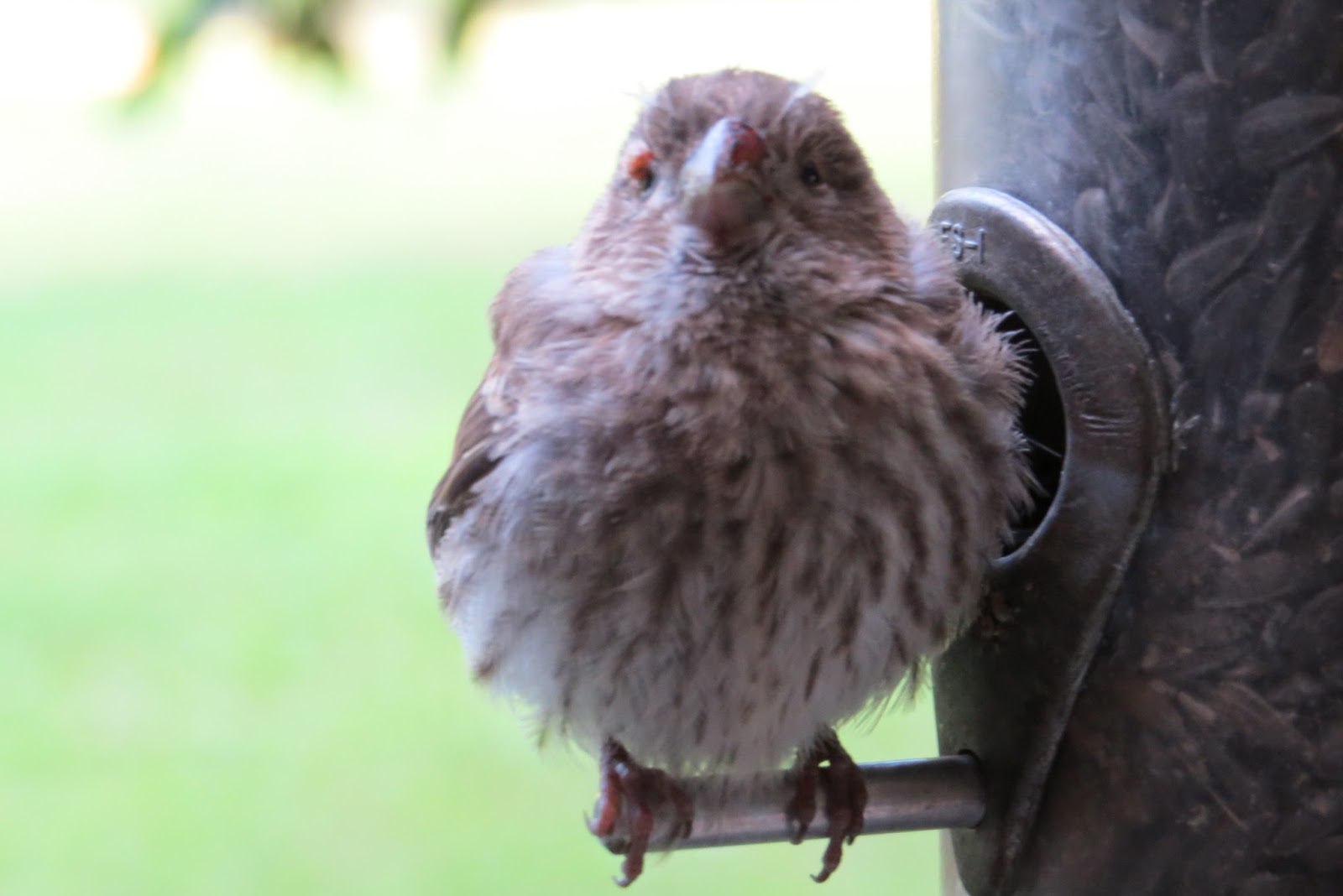 Penelopedia Nature and Garden in Southern Minnesota Avian Pox
