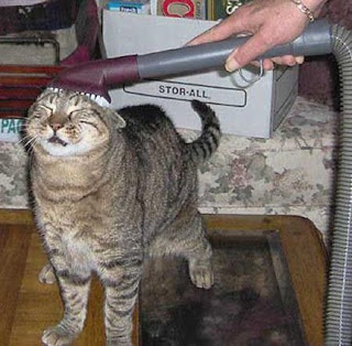 Gato aspirado - Limpeza eficaz