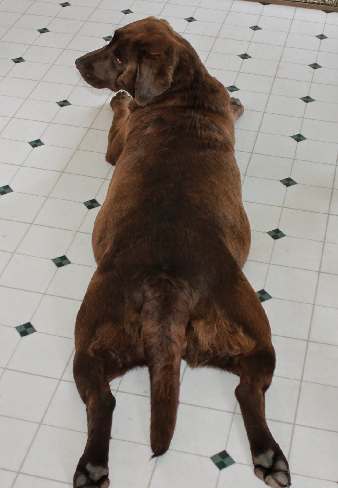 BUCK MOUNTAIN LABRADORS MADISYN'S FAVORITE WAY TO LAY, LEGS STRAIGHT