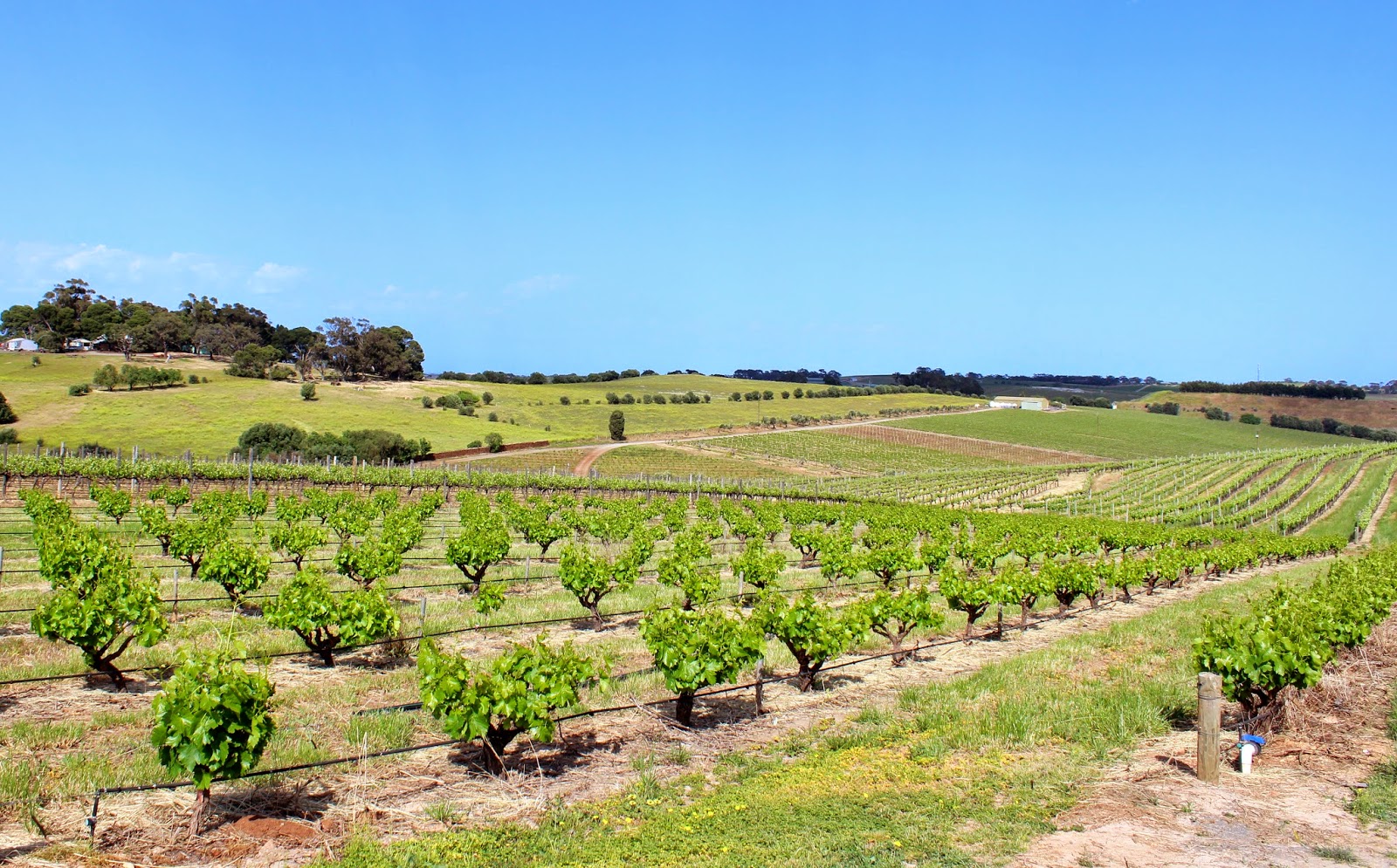 A Hectic Wine Tour in McLaren Vale The Chronicles of Wanderlust