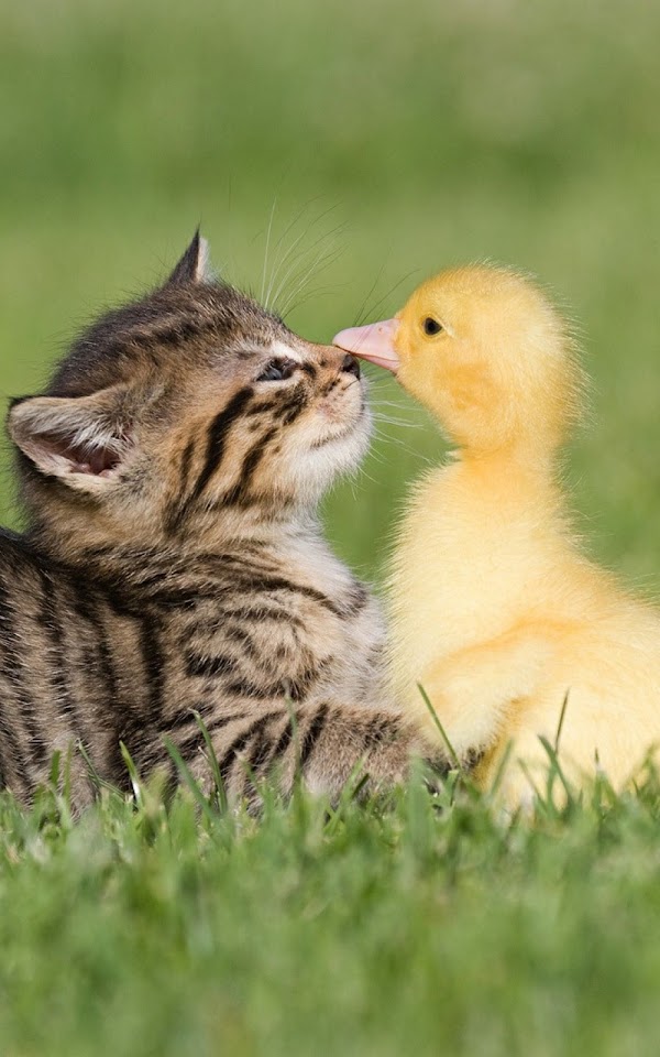 Baby Kitten And Duck  Android Best Wallpaper