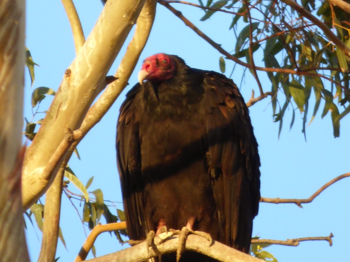 Geotripper's California Birds Bird of the Day Turkey Vultures at