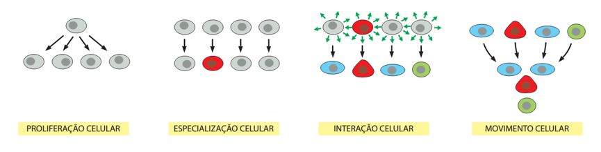 23: O destino celular (autorrenovação vs diferenciação) de uma célula