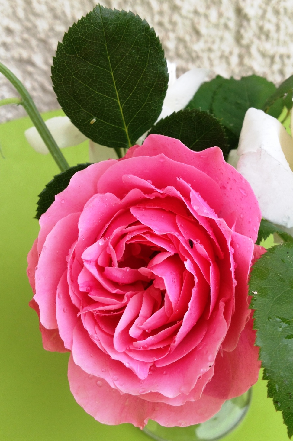 Roses N Flowers