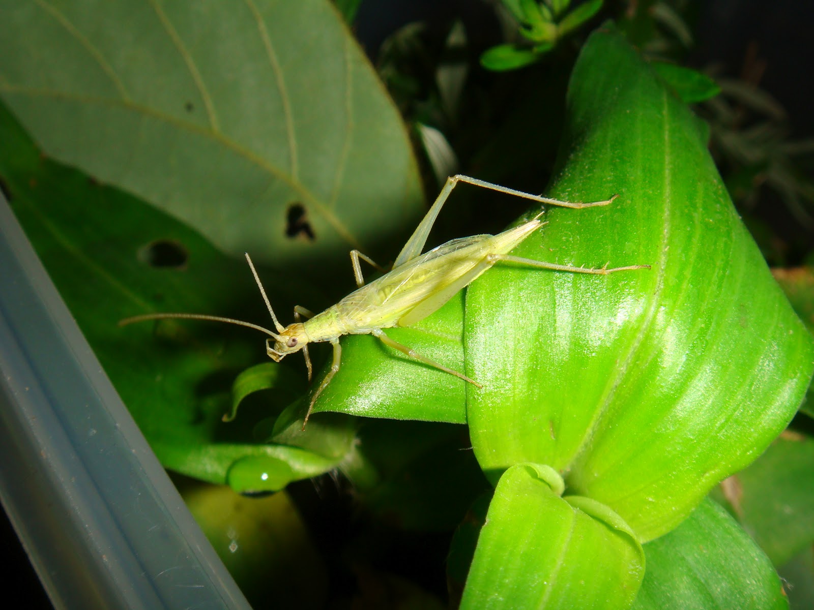 自然とあそぶ 松虫とカンタン ｇｅｔ