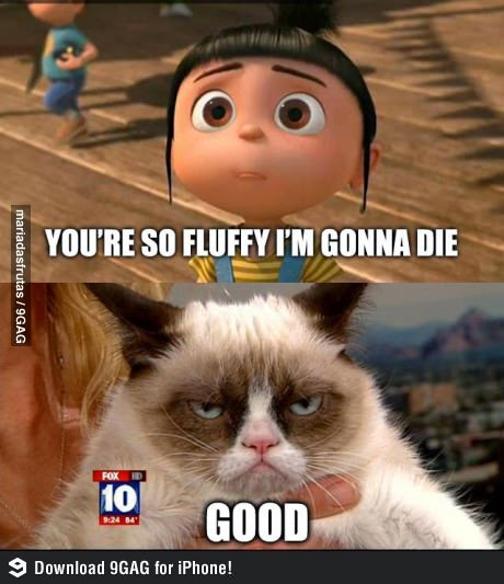 Funny Picture Cats