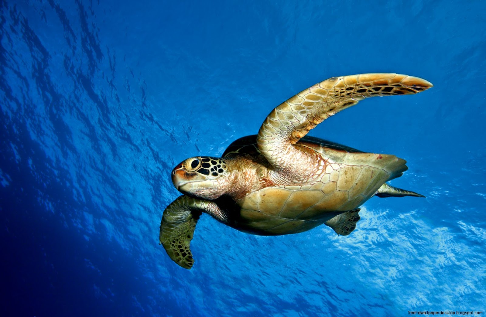 Ocean Animals Sea Turtles Ocean Animals Sea Turtles
