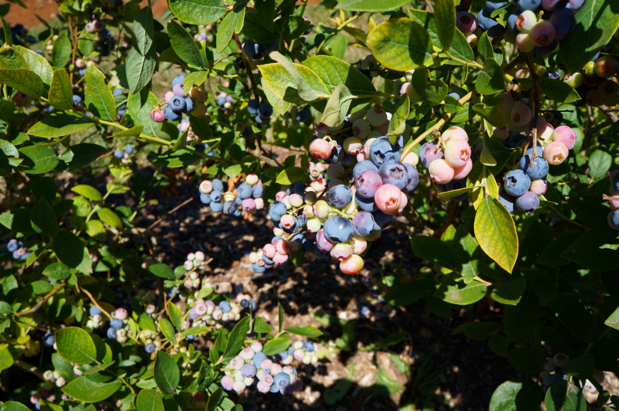 Forest Blueberries Storey Publishing