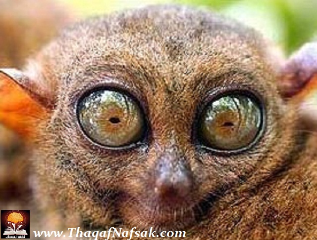 نقره لتكبير أو تصغير الصورة ونقرتين لعرض الصورة في صفحة مستقلة بحجمها الطبيعي