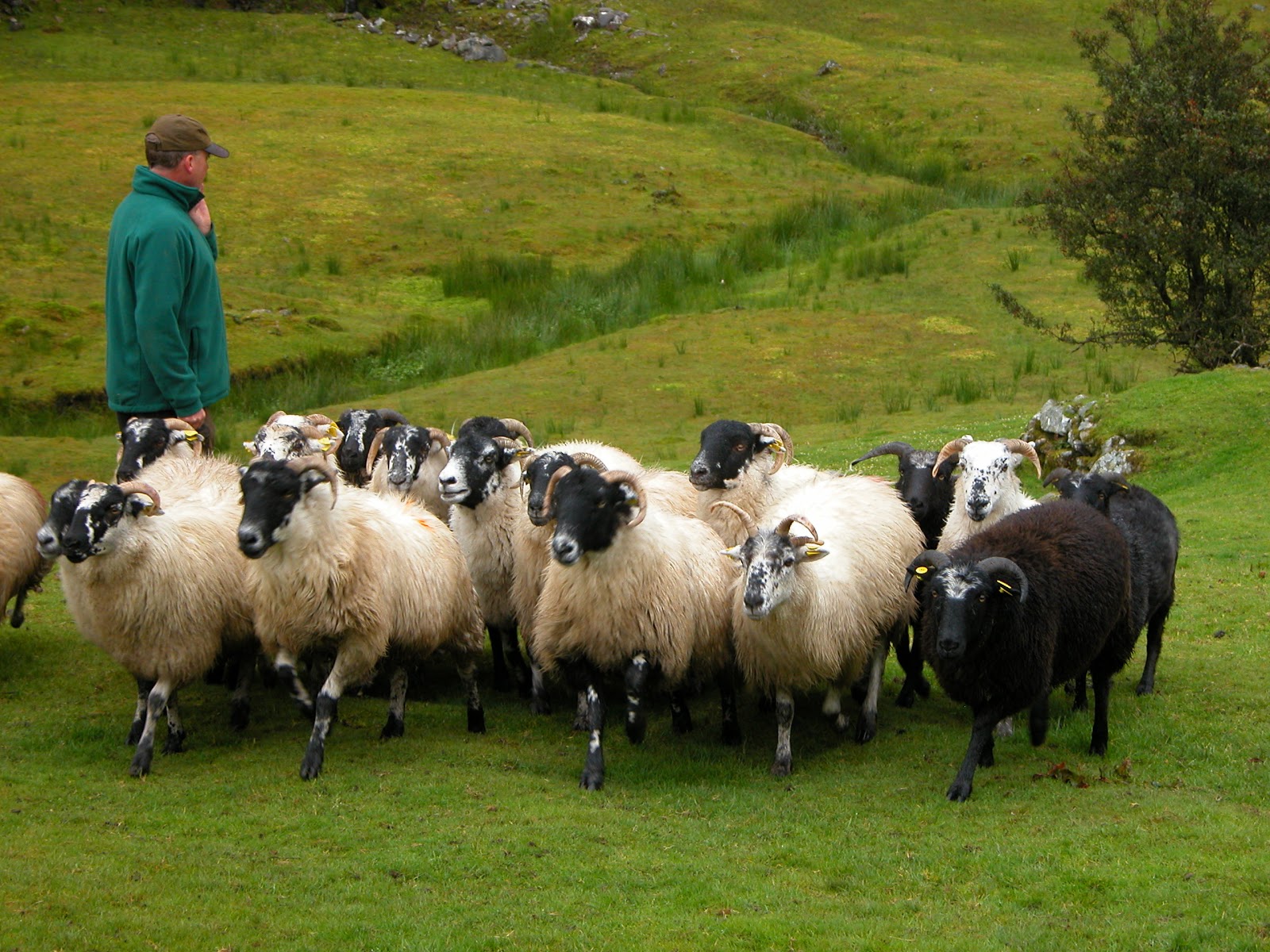 Ireland a Celtic Jaunt Kerry/Kilarney Day 8