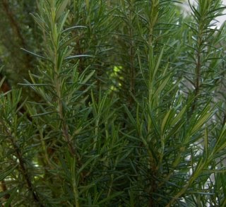 composto emagrecedor,composto emagrecedor natural,composto seca barriga,emagrecedor natural,emagrecedor,cha emagrecedor,emagrecer,perder peso,saúde,bem-estar,bem estar,alimentação saudável,frutas,verduras,legumes,comida caseira,chá,cozinha,casa,família,reduzir o apetite,desinchar,elimine gordura,natureza,ervas