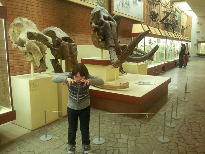 Мамонты в Палеонтологическом музее