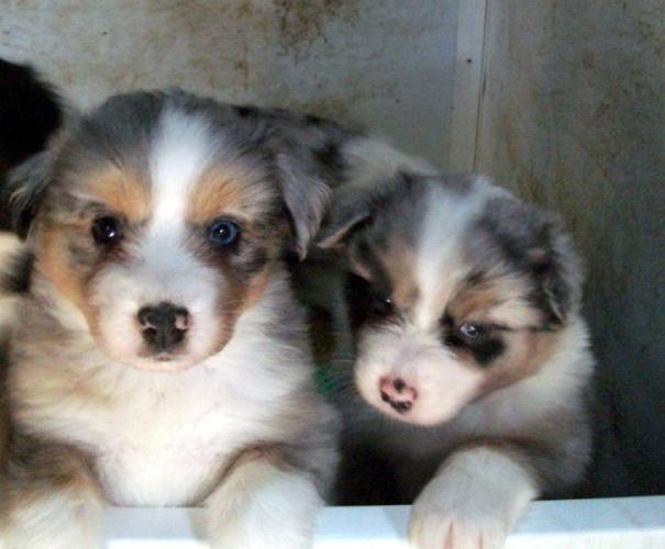 merle rottweiler pin blue merle rottweiler image search results on merle rottweiler pin blue merle rottweiler image search results on