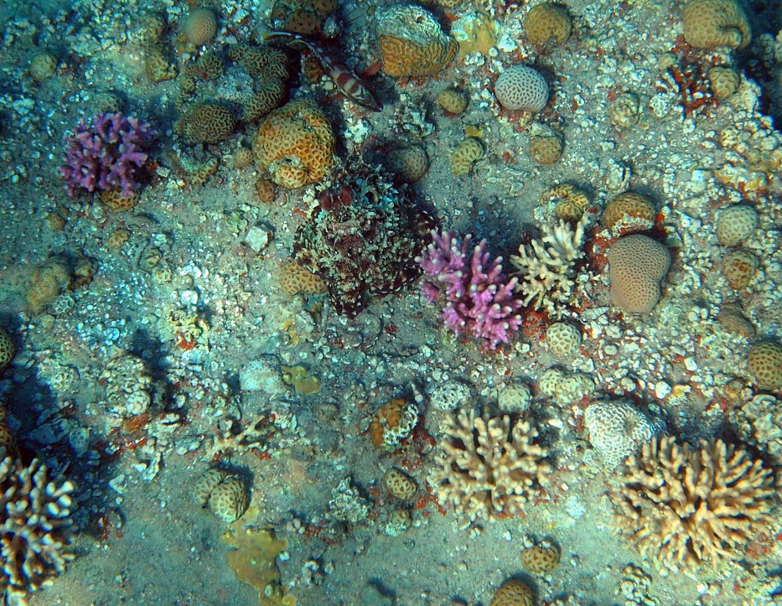Science Friday Can You Find The Octopus