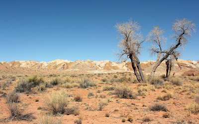 Desert Landscape Trees 2560x1600