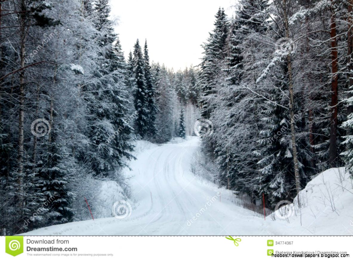 Winter Forest And A Snow Road Royalty Free Stock Photography Winter Forest And A Snow Road Royalty Free Stock Photography