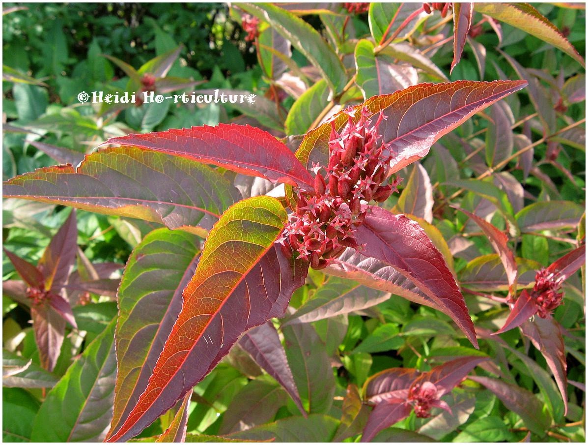 The Scent Of Winter University Of Bristol Botanic Garden