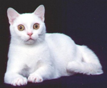 Chihuahua Puppies American Shorthair Cat Pictures