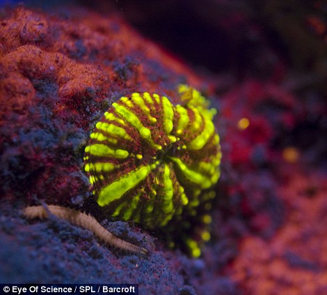 صور ولا أروع من أعماق البحر الأحمر Fluorescent+lights+04