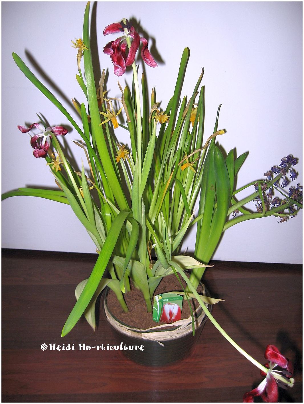 Heidi Horticulture Forced Bulbs for Indoors