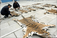 "He visto más tigres muertos de los que he visto y veré con vida"