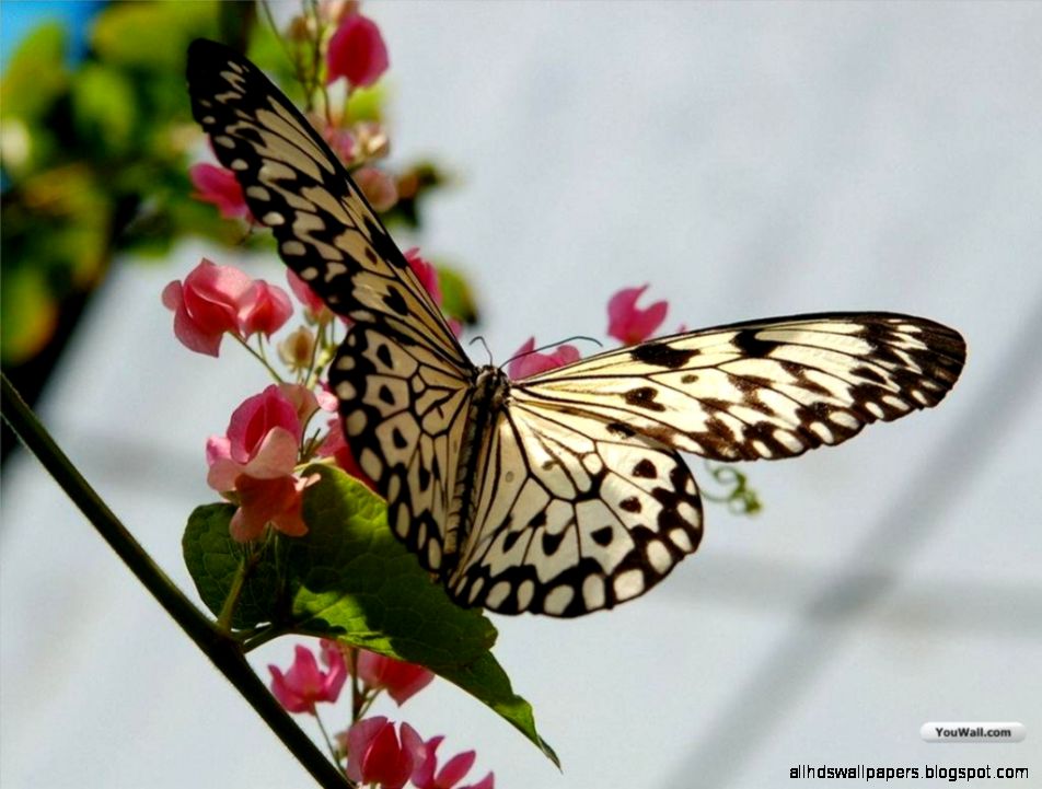 Pretty Butterfly Pictures For Desktop