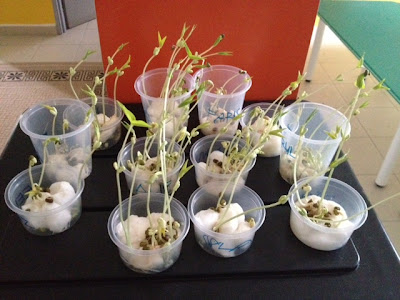Nur Khalifah Kindergarten - Learning is fun !: Science Project : Bean