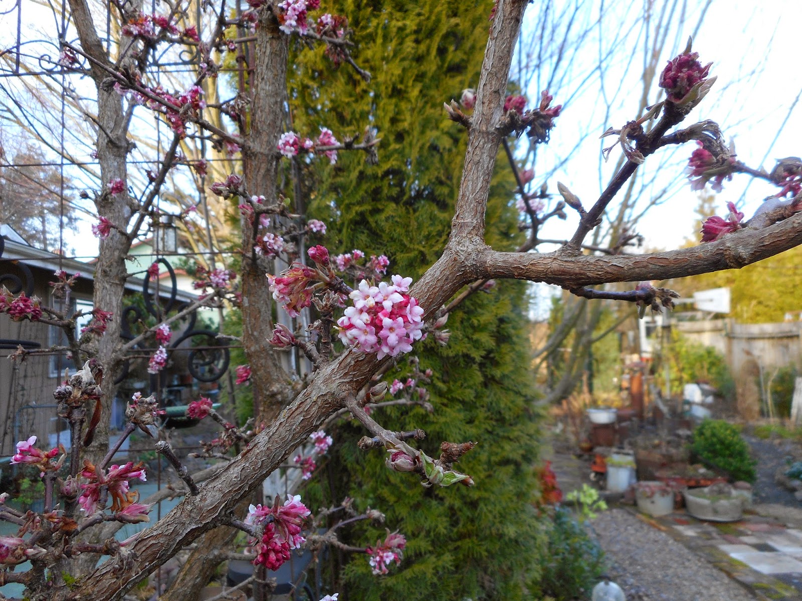 Flora Wonder Blog Viburnum When You Can Mulch Them