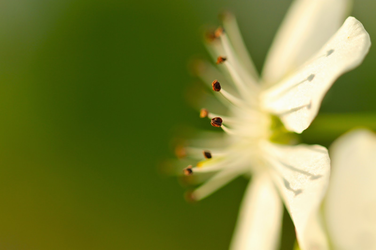 Josh Friedman Photography Spring Flowers in Bucks County, Pennsylvania