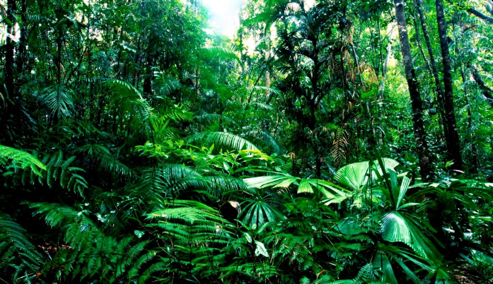 Tropical Rainforest Tropical Rainforest