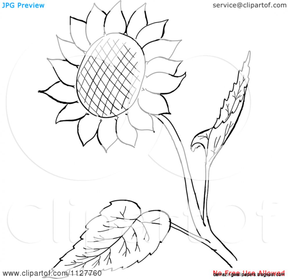 Cartoon Of A Retro Vintage Black And White Sunflower And Leaves Cartoon Of A Retro Vintage Black And White Sunflower And Leaves