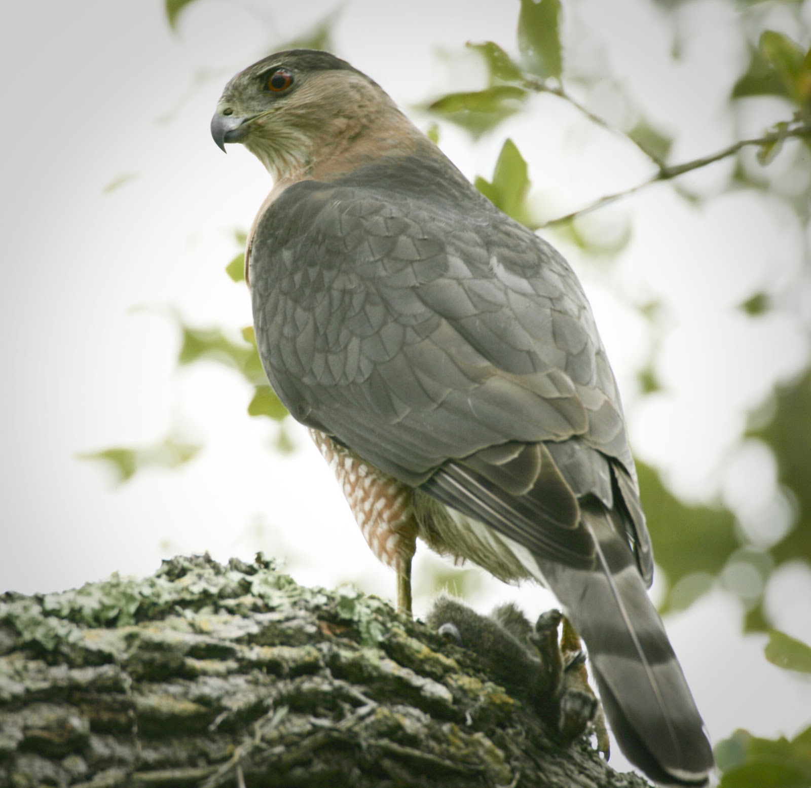i heart florida birds a cooper s hawk i heart florida birds a cooper s hawk