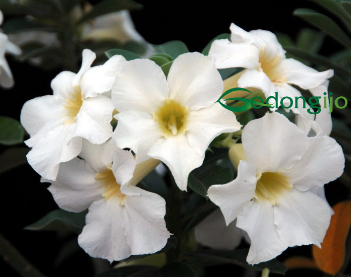 bunga warna putih
