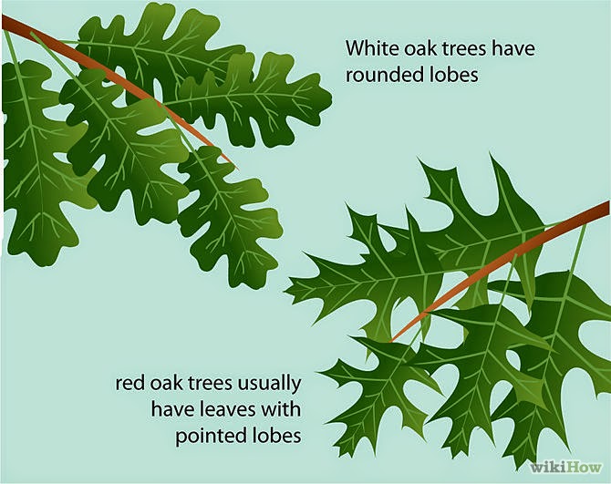 white oak leaf white oak leaf