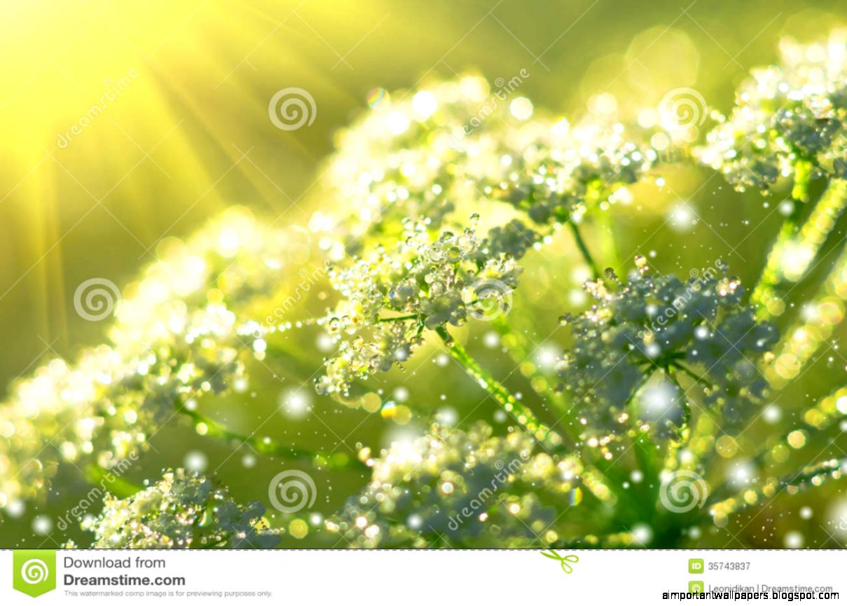 The Morning Dew Royalty Free Stock Photography Image 35743837 The Morning Dew Royalty Free Stock Photography Image 35743837