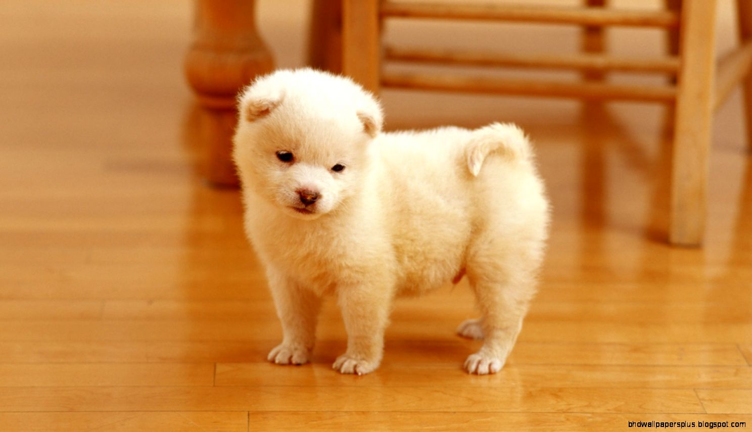 Cutest Puppy Wallpapers HD Wallpapers Cutest Puppy Wallpapers HD Wallpapers