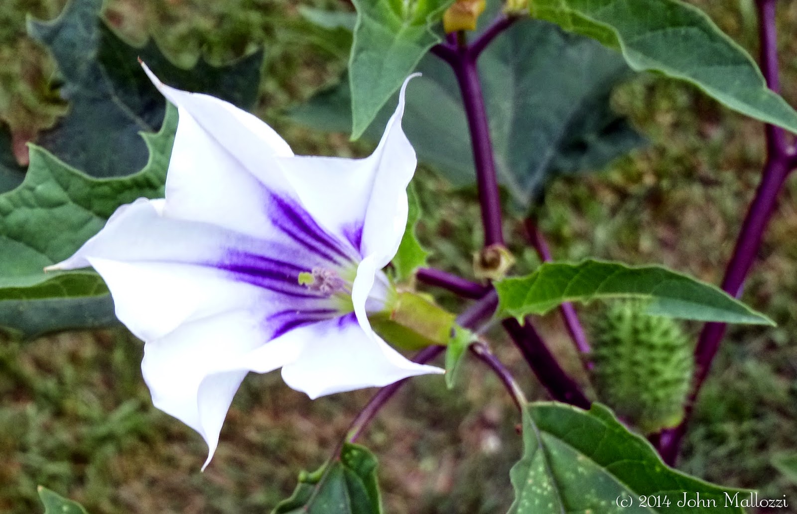REFLECTIONS Datura (Thorn Apple) Planted Itself