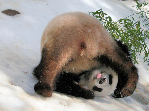 	
Смешни панди