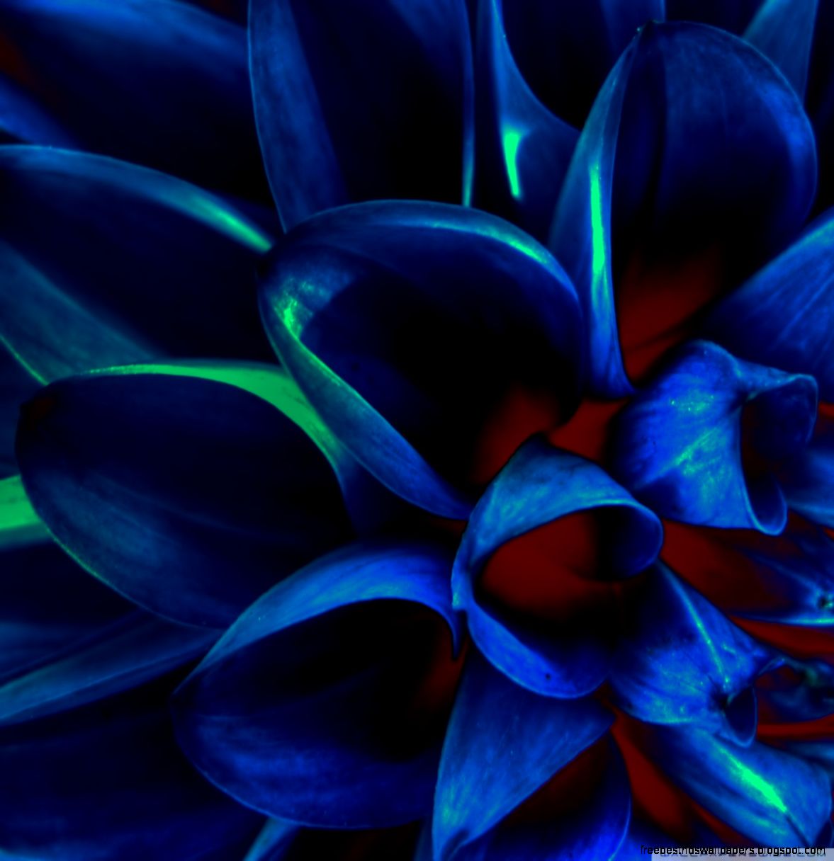 Blue Flower Petals Macro HD desktop wallpaper High Definition Blue Flower Petals Macro HD desktop wallpaper High Definition