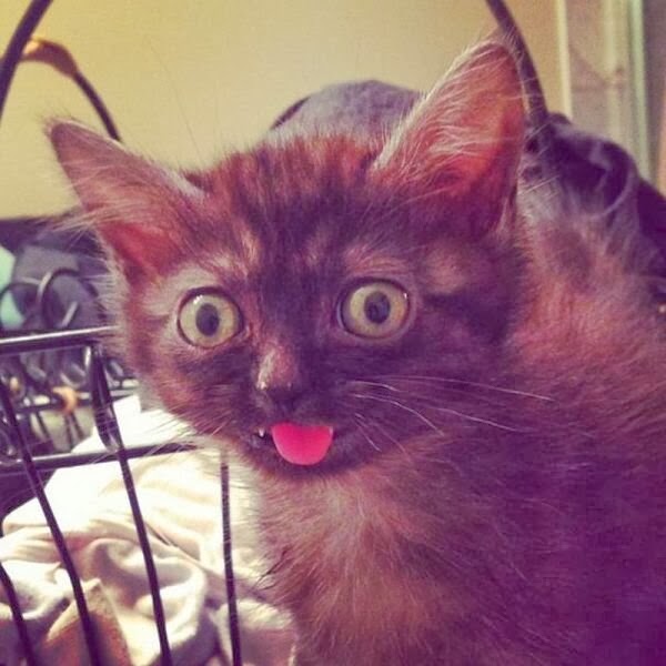 Funny cats - part 88 (40 pics + 10 gifs), cute kitten sticks its tongue out