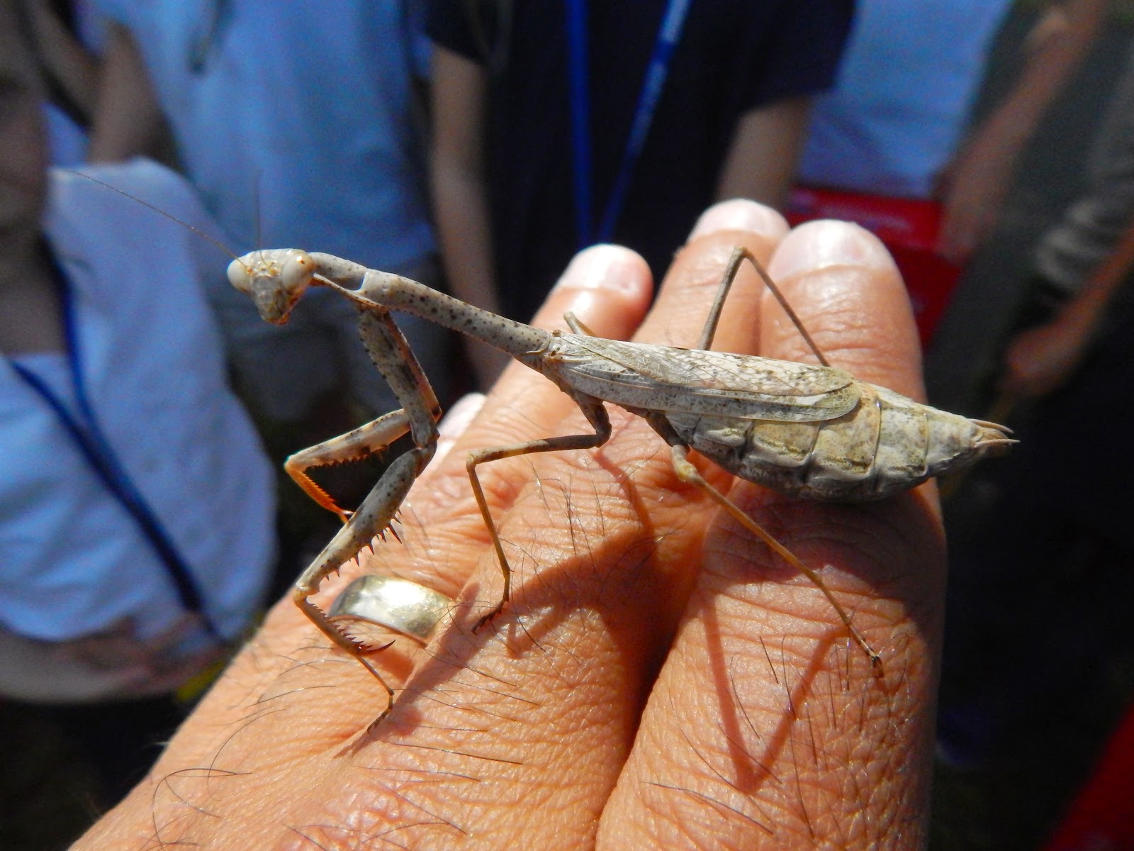 Capital Naturalist by Alonso Abugattas A Tale of Two Mantis