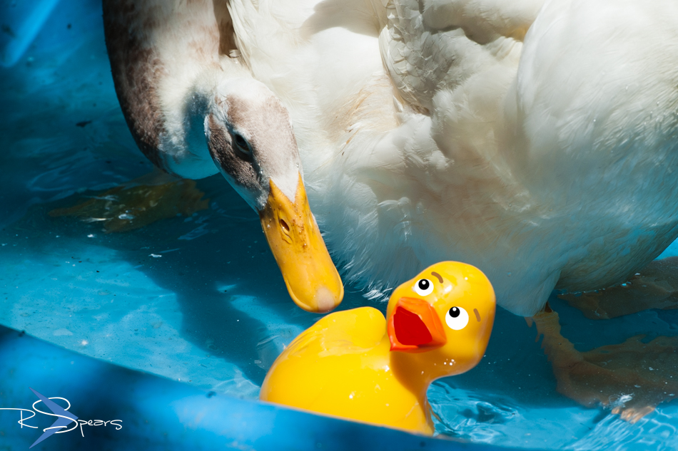 Shutter Speed The Rubber Ducky Attack