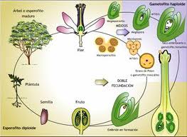 Plantas multicelulares tejido vascular presente xilema