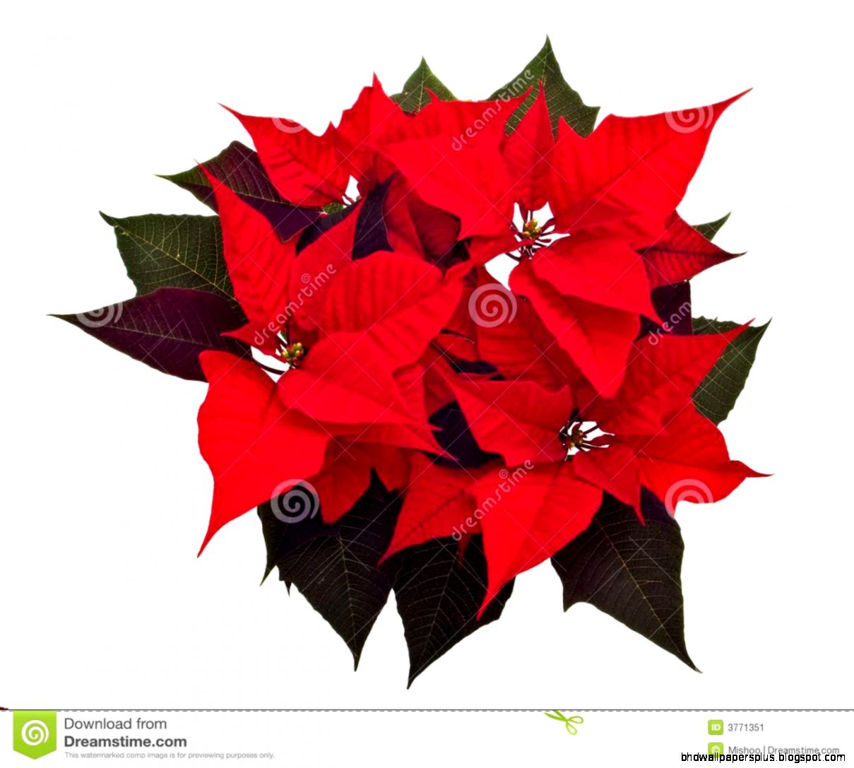 Poinsettias Christmas Flower Stock Image Image 3771351 Poinsettias Christmas Flower Stock Image Image 3771351