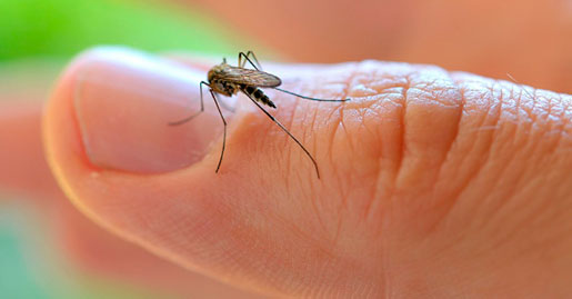 Roncador: Combate à Dengue realiza Levantamento de Índice Rápido e alcança 0,4% mesmo no inverno